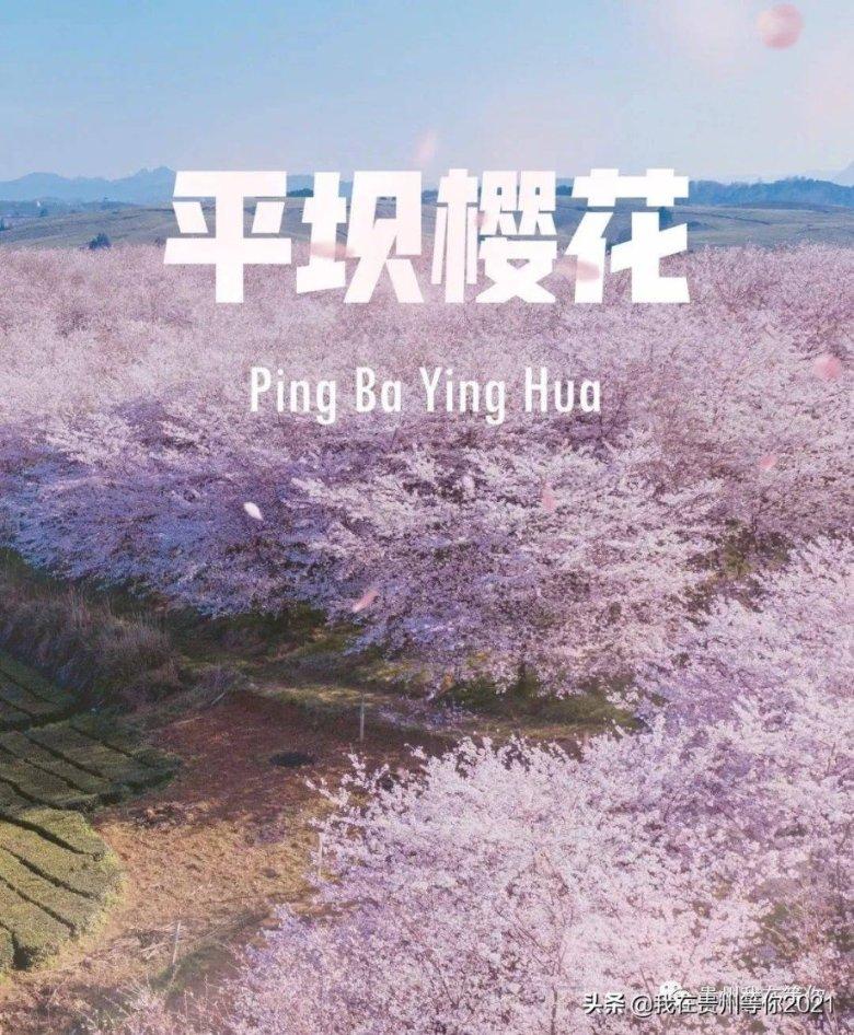 猫为什么一直舔主人的头？游戏画面